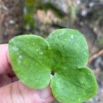 Dichondra micranthaLeht