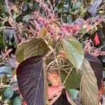 Acalypha wilkesiana Folla