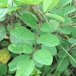 Indigofera hirsuta Blatt