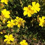 Cistus lasianthus Hoja