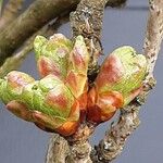 Prunus × subhirtella Kukka