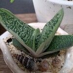 Gasteria pillansii Yaprak