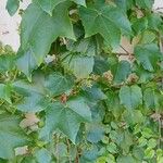 Parthenocissus tricuspidata Habitat