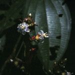 Miconia ceramicarpa Flower