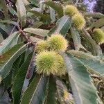 Castanea sativa Fruct