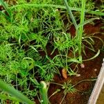 Foeniculum vulgare葉