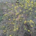 Sisymbrium loeselii Blüte