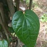 Piper longum Leaf