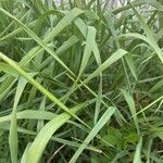 Elytrigia x laxa Likasa