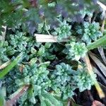 Saxifraga caesia Blatt