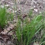 Carex alba Folha
