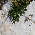 Salix retusa Likasa