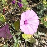 Convolvulus althaeoidesCvet