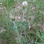 Trifolium striatum Habitus