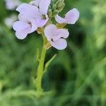 Erucaria hispanica Flor