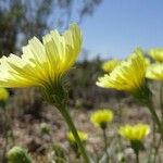 Malacothrix glabrata Flower