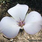 Calochortus invenustus Flower