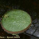 Victoria amazonica Diğer