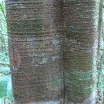 Inga marginata Bark
