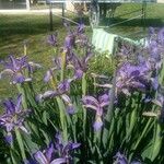 Iris spuria Květ