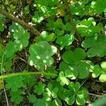 Oxalis hispidula Ліст