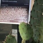 Opuntia aciculata Folio