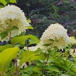 Hydrangea paniculata Flower