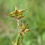 Carex echinata Floro