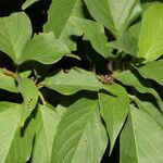 Colubrina elliptica Folha