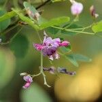 Lespedeza homoloba Квітка