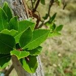 Arbutus × andrachnoides Foglia