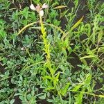 Sieruela monophylla 果実