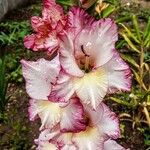 Gladiolus communisFloro