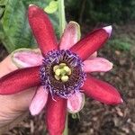 Passiflora alata Blüte
