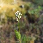 Persicaria mitis फूल