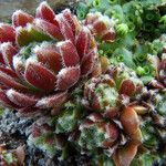 Sempervivum arachnoideum Fuelha