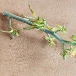 Euphorbia agowensis Hábito