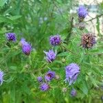 Liatris scariosaFlower