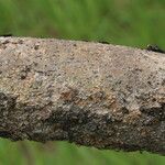 Flacourtia indica Rinde