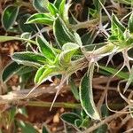 Barleria delamerei 叶