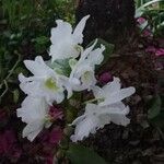 Dendrobium nobile 整株植物