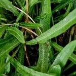 Tolpis staticifolia Blatt