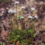 Teesdalia nudicaulis Costuma