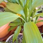 Dracaena braunii Leaf