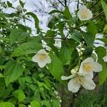 Philadelphus pubescens 花