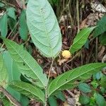 Mortoniodendron cauliflorum List