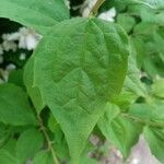 Philadelphus coronariusLeaf