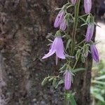 Campanula rapunculoides Flower