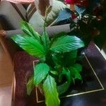 Spathiphyllum blandumLeaf