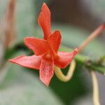 Guarianthe aurantiaca Floro